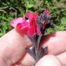Fotografia 8 da espécie Salvia greggii do Jardim Botânico UTAD