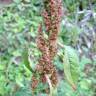 Fotografia 15 da espécie Amaranthus retroflexus do Jardim Botânico UTAD