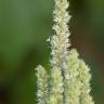 Fotografia 16 da espécie Amaranthus retroflexus do Jardim Botânico UTAD