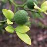 Fotografia 4 da espécie Citrus trifoliata do Jardim Botânico UTAD
