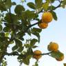 Fotografia 5 da espécie Citrus trifoliata do Jardim Botânico UTAD
