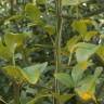 Fotografia 6 da espécie Citrus trifoliata do Jardim Botânico UTAD