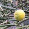Fotografia 9 da espécie Citrus trifoliata do Jardim Botânico UTAD