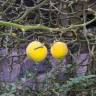 Fotografia 10 da espécie Citrus trifoliata do Jardim Botânico UTAD