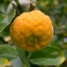 Fotografia 12 da espécie Citrus trifoliata do Jardim Botânico UTAD