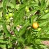 Fotografia 20 da espécie Solanum pseudocapsicum do Jardim Botânico UTAD