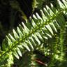 Fotografia 5 da espécie Nephrolepis cordifolia do Jardim Botânico UTAD