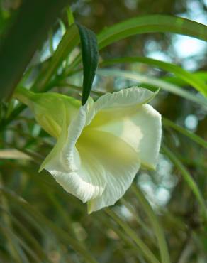 Fotografia 4 da espécie Cascabela thevetia no Jardim Botânico UTAD
