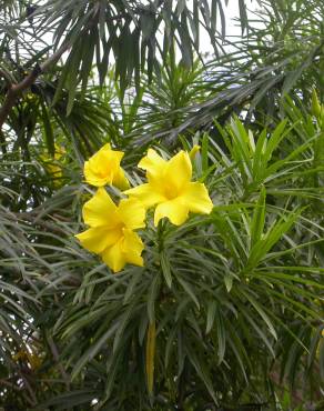 Fotografia 6 da espécie Cascabela thevetia no Jardim Botânico UTAD