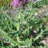Fotografia 12 da espécie Centaurea polyacantha do Jardim Botânico UTAD