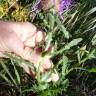 Fotografia 15 da espécie Centaurea polyacantha do Jardim Botânico UTAD