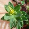 Fotografia 23 da espécie Euphorbia portlandica do Jardim Botânico UTAD