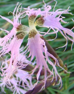 Fotografia 6 da espécie Dianthus superbus no Jardim Botânico UTAD