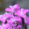 Fotografia 5 da espécie Dianthus gratianopolitanus do Jardim Botânico UTAD