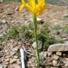 Fotografia 27 da espécie Iris xiphium do Jardim Botânico UTAD