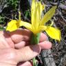 Fotografia 28 da espécie Iris xiphium do Jardim Botânico UTAD