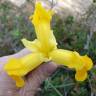 Fotografia 29 da espécie Iris xiphium do Jardim Botânico UTAD