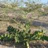 Fotografia 5 da espécie Brassica tournefortii do Jardim Botânico UTAD
