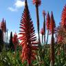Fotografia 15 da espécie Aloe arborescens do Jardim Botânico UTAD