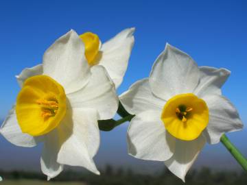 Fotografia da espécie Narcissus tazetta