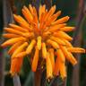 Fotografia 8 da espécie Aloe maculata do Jardim Botânico UTAD