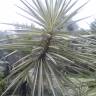 Fotografia 3 da espécie Yucca aloifolia do Jardim Botânico UTAD