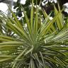 Fotografia 4 da espécie Yucca aloifolia do Jardim Botânico UTAD