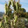 Fotografia 6 da espécie Yucca aloifolia do Jardim Botânico UTAD