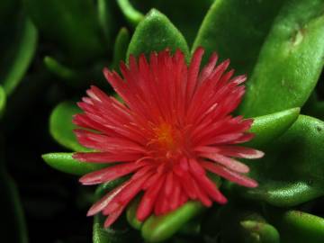 Fotografia da espécie Mesembryanthemum cordifolium