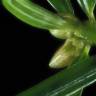 Fotografia 5 da espécie Torreya taxifolia do Jardim Botânico UTAD