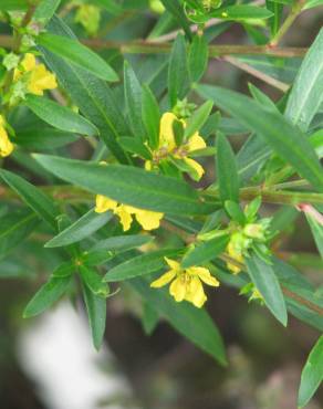 Fotografia 10 da espécie Heimia salicifolia no Jardim Botânico UTAD