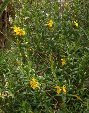 Fotografia 11 da espécie Heimia salicifolia no Jardim Botânico UTAD