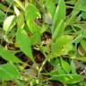 Fotografia 7 da espécie Silene nutans subesp. nutans do Jardim Botânico UTAD