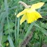 Fotografia 10 da espécie Narcissus pseudonarcissus subesp. pseudonarcissus do Jardim Botânico UTAD
