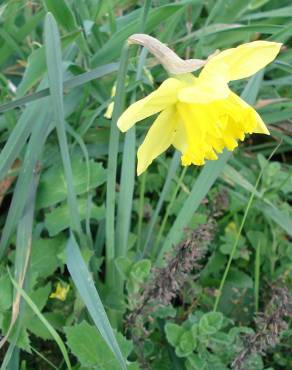 Fotografia 12 da espécie Narcissus pseudonarcissus subesp. pseudonarcissus no Jardim Botânico UTAD