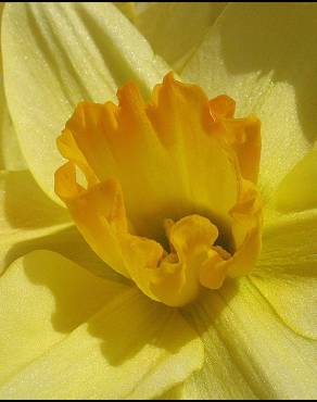 Fotografia 13 da espécie Narcissus pseudonarcissus subesp. pseudonarcissus no Jardim Botânico UTAD