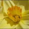Fotografia 13 da espécie Narcissus pseudonarcissus subesp. pseudonarcissus do Jardim Botânico UTAD
