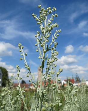 Fotografia 16 da espécie Artemisia absinthium no Jardim Botânico UTAD