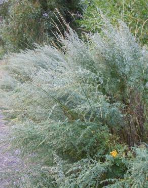 Fotografia 17 da espécie Artemisia absinthium no Jardim Botânico UTAD