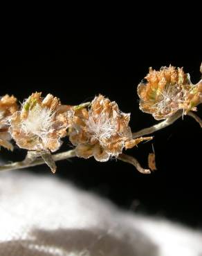 Fotografia 18 da espécie Artemisia absinthium no Jardim Botânico UTAD
