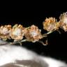 Fotografia 18 da espécie Artemisia absinthium do Jardim Botânico UTAD