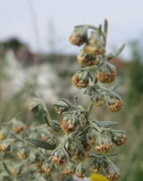 Fotografia 20 da espécie Artemisia absinthium no Jardim Botânico UTAD