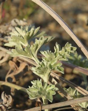 Fotografia 21 da espécie Artemisia absinthium no Jardim Botânico UTAD
