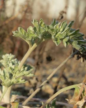 Fotografia 22 da espécie Artemisia absinthium no Jardim Botânico UTAD