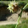 Fotografia 21 da espécie Trifolium resupinatum do Jardim Botânico UTAD