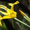 Fotografia 31 da espécie Iris xiphium do Jardim Botânico UTAD