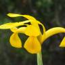 Fotografia 32 da espécie Iris xiphium do Jardim Botânico UTAD