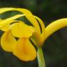 Fotografia 33 da espécie Iris xiphium do Jardim Botânico UTAD