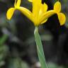 Fotografia 34 da espécie Iris xiphium do Jardim Botânico UTAD
