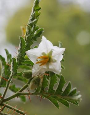 Fotografia 16 da espécie Solanum sisymbriifolium no Jardim Botânico UTAD